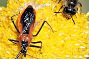 Assassin Bug (Gminatus australis) (Gminatus australis)